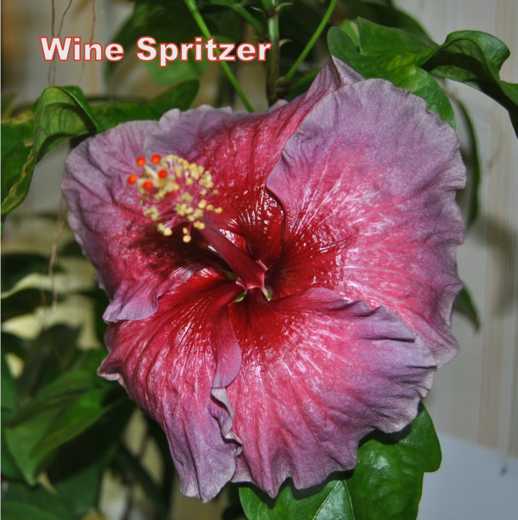 Wine Spritzer