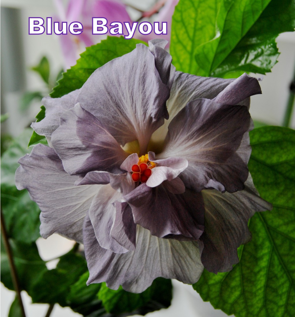 Blue Bayou