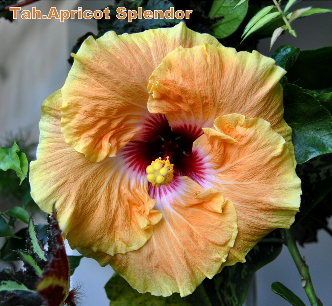 Tahitian Apricot Splendor