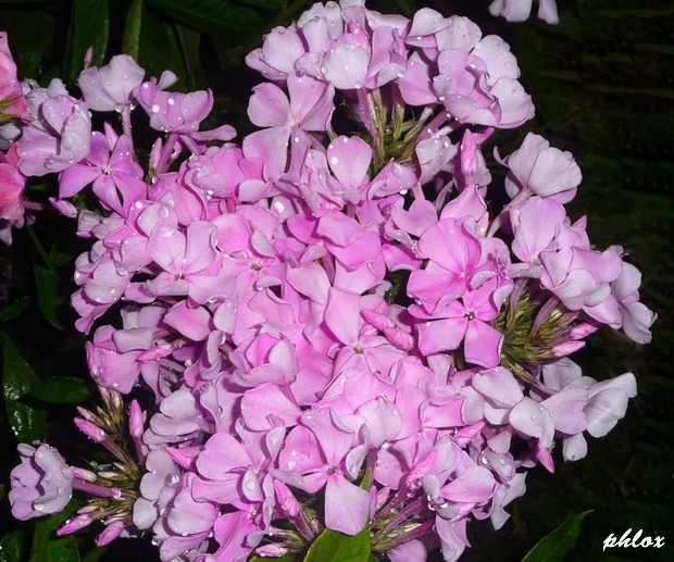  45 -   