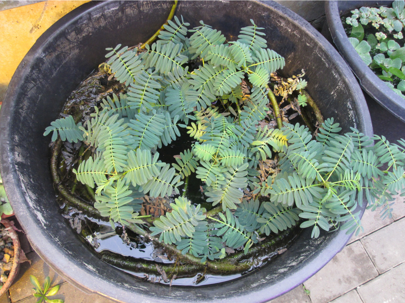 IMG 3805.JPG
