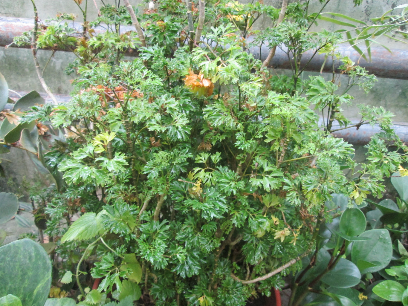 IMG 3858.JPG