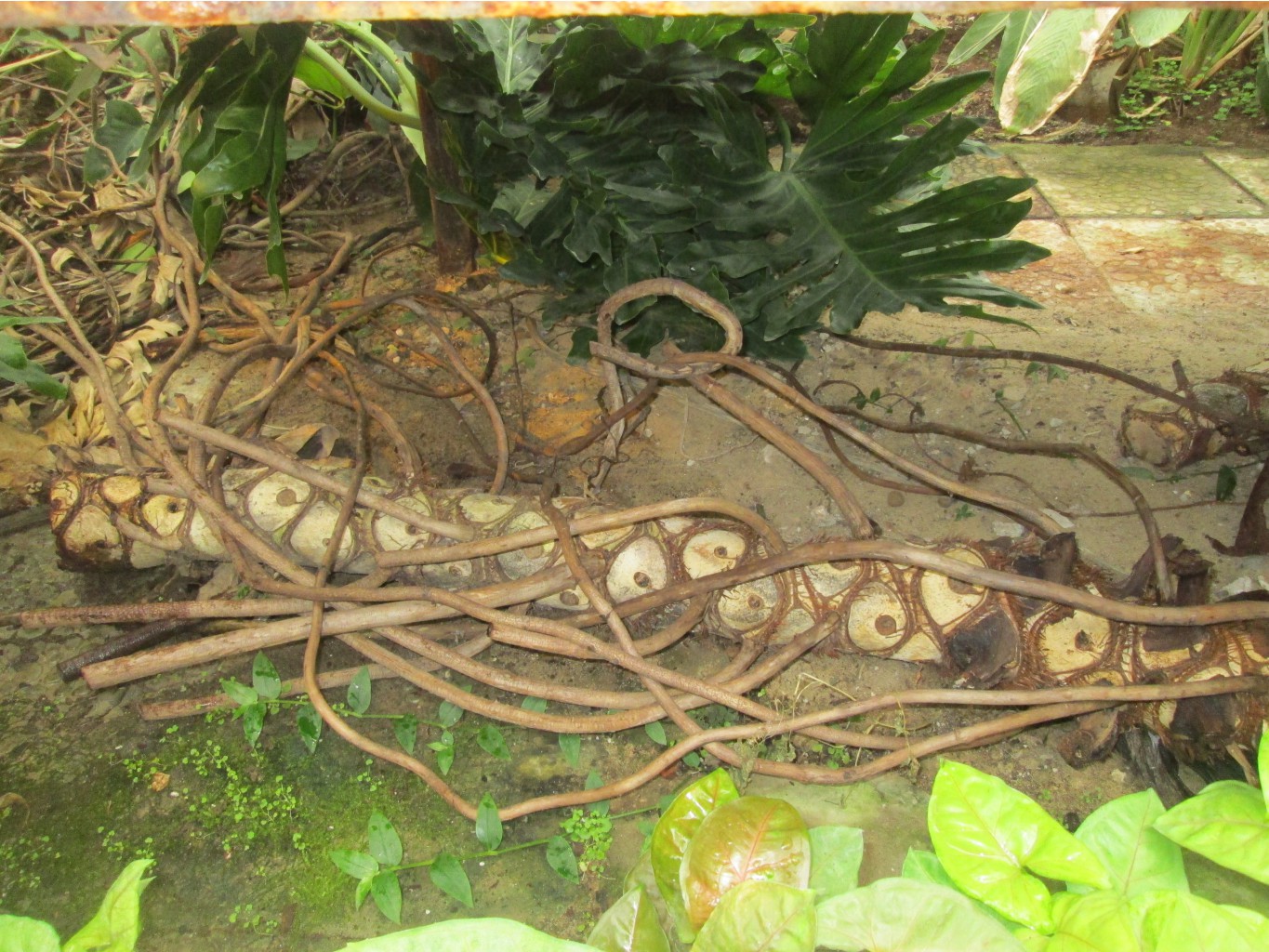 IMG 3904.JPG