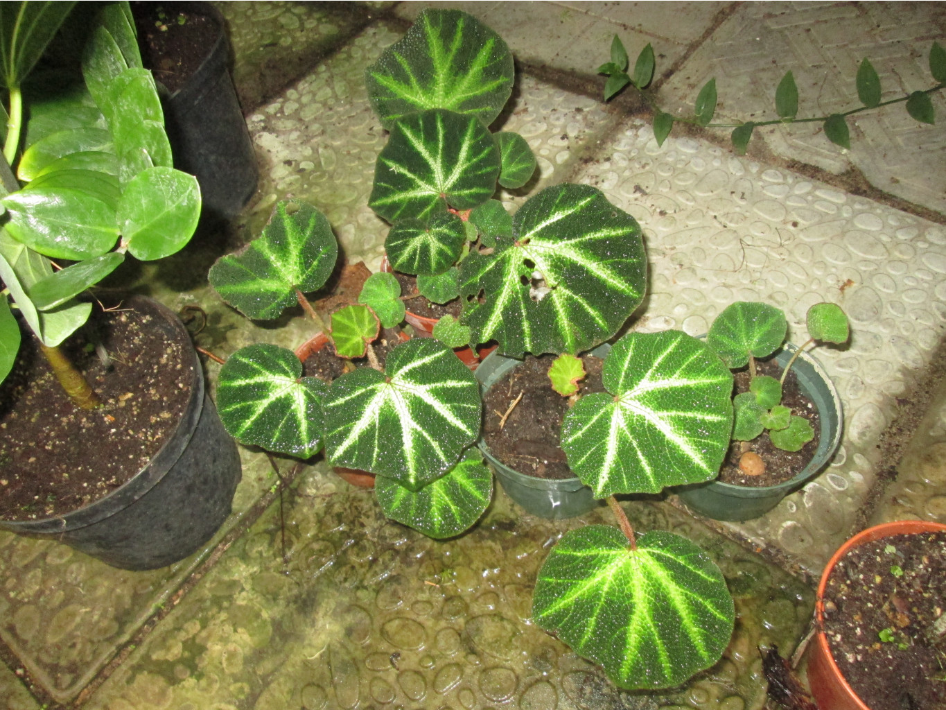 IMG 3854.JPG