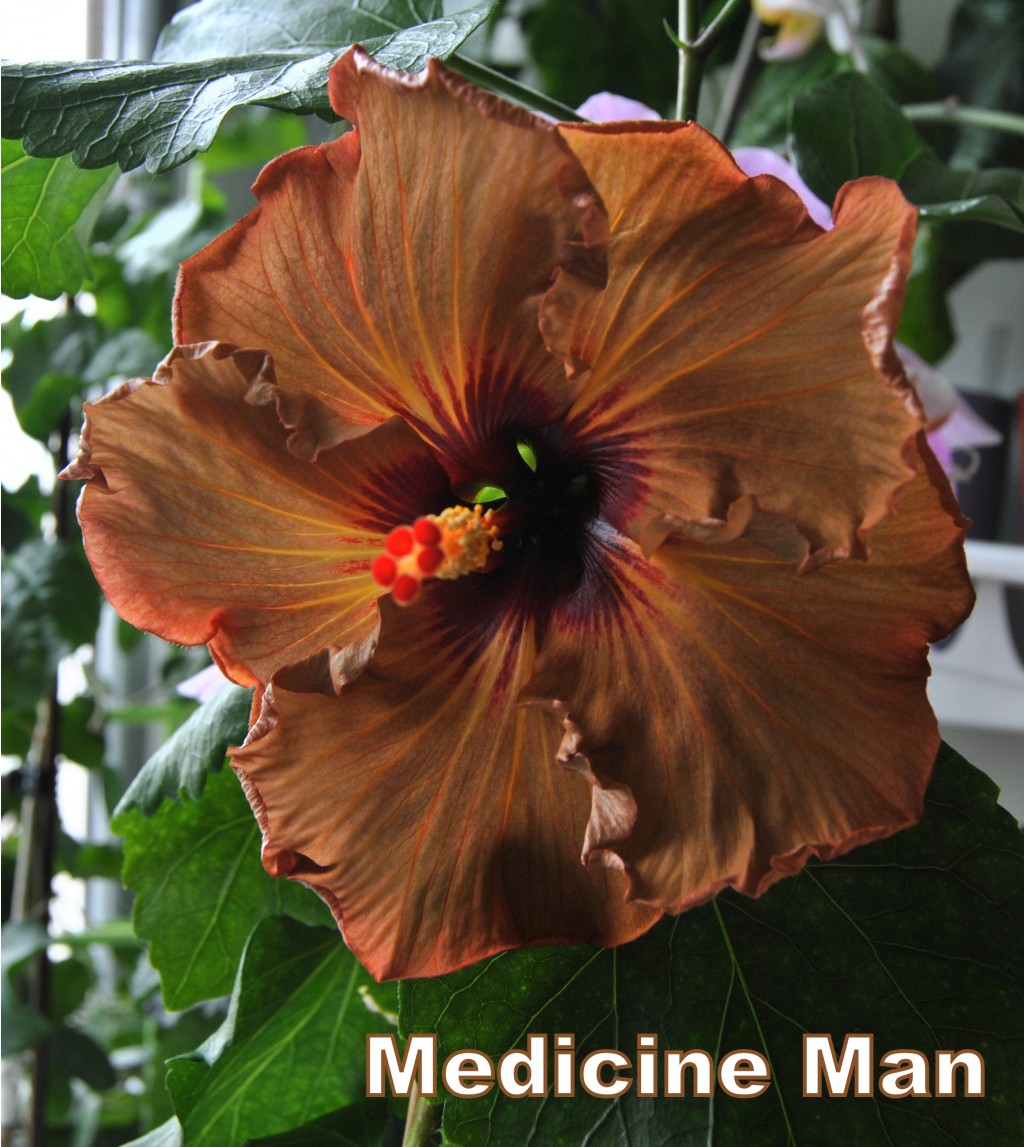 Medicine Man