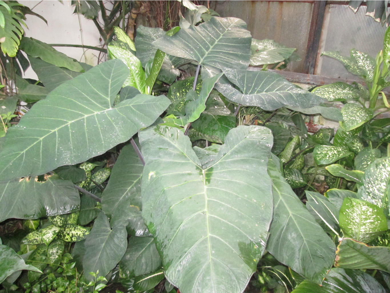 IMG 3875.JPG