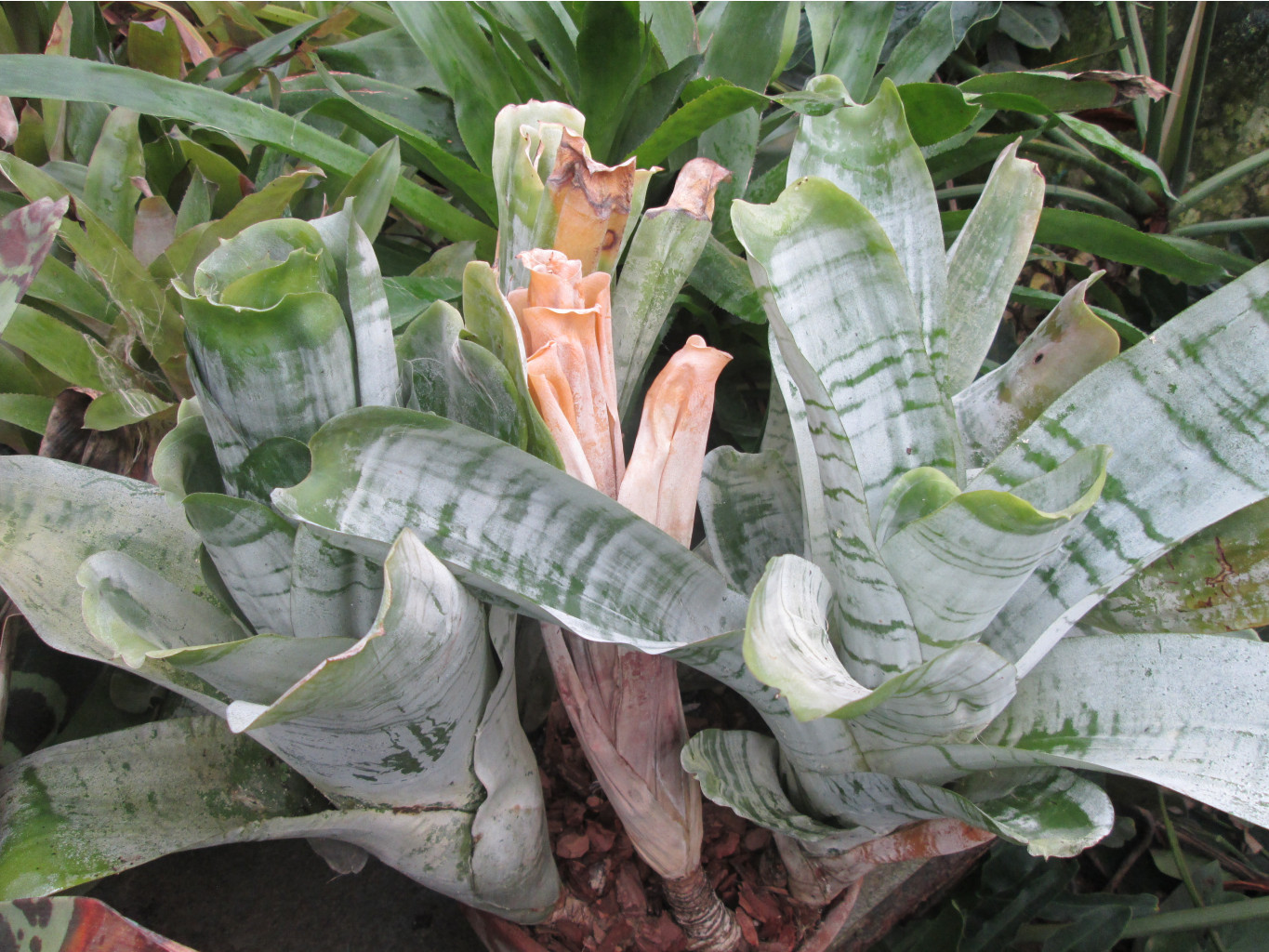 IMG 3842.JPG