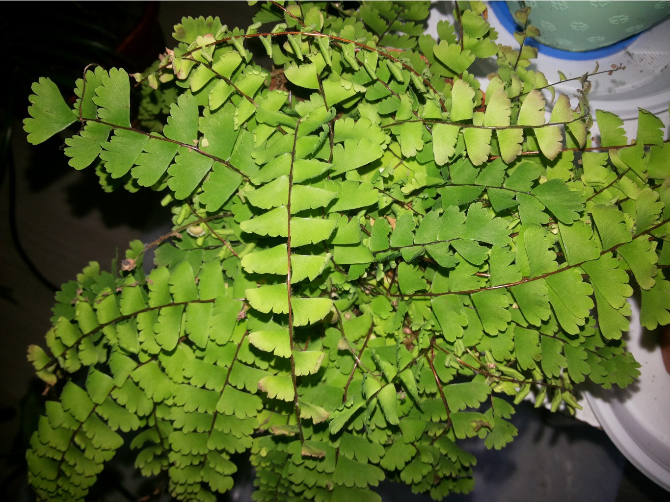 Adiantum caudatum