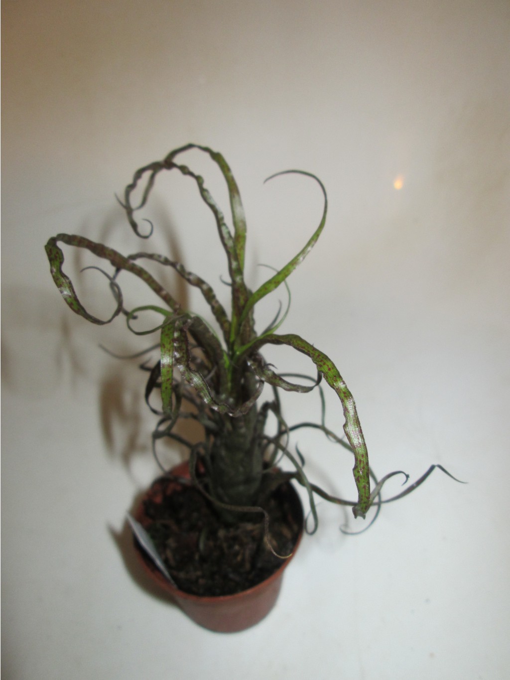 IMG 3946.JPG