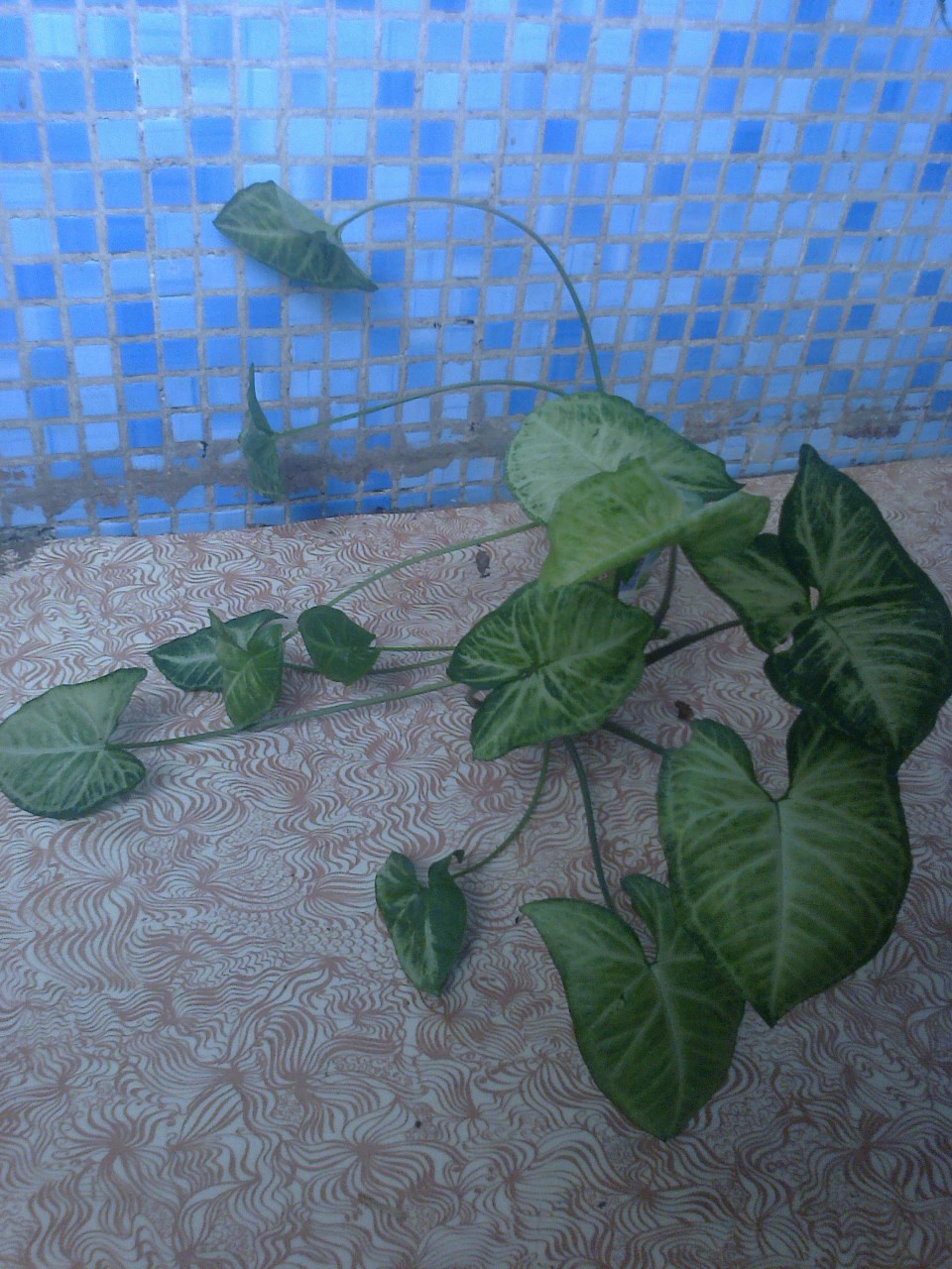1043.jpg