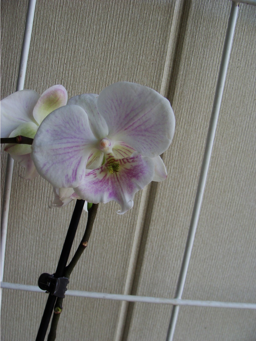 Dtps. Lius Sakura  Big Lip x Phalaenopsis Lioulin Pretty Lip