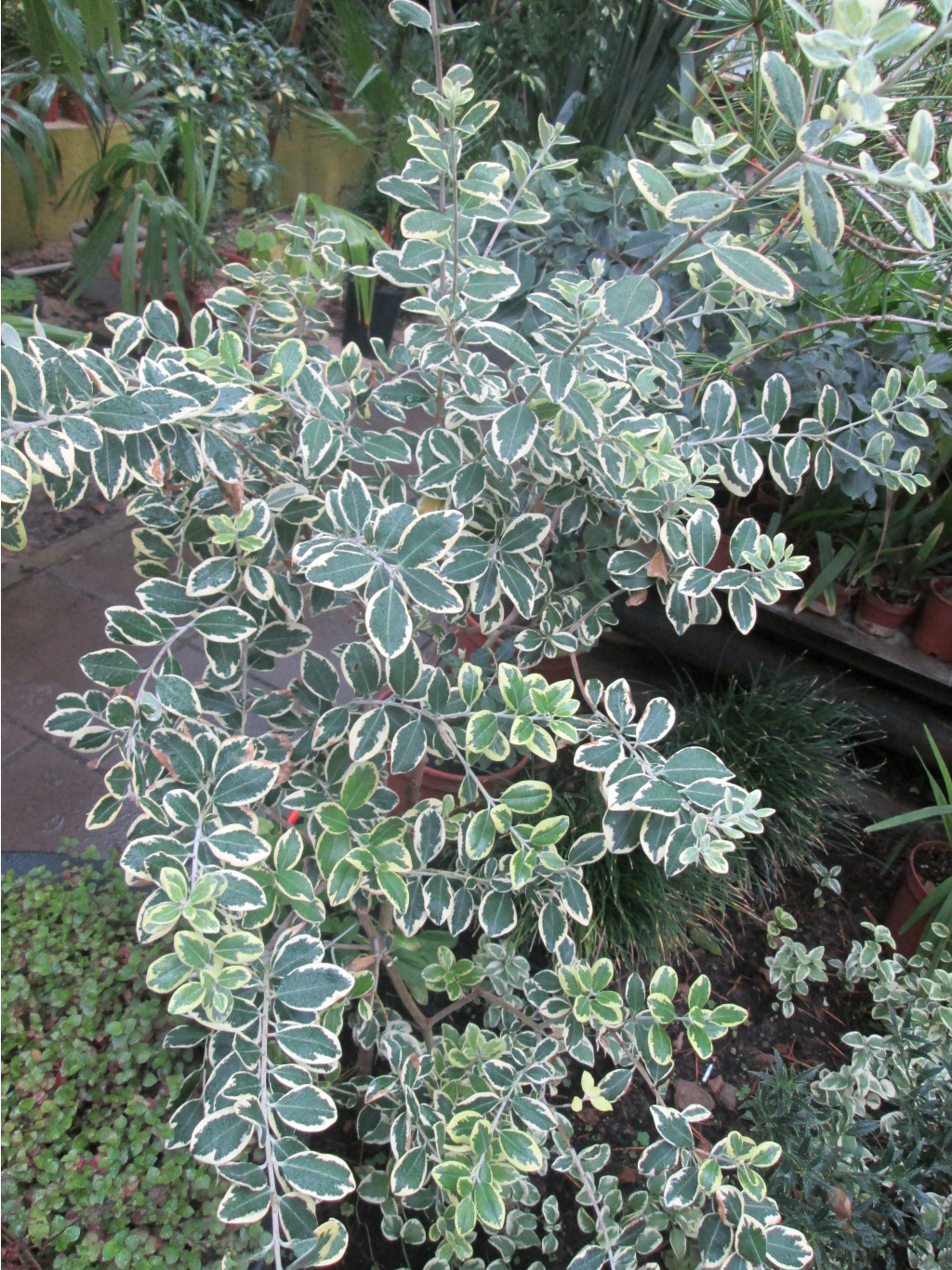 IMG 3763.JPG