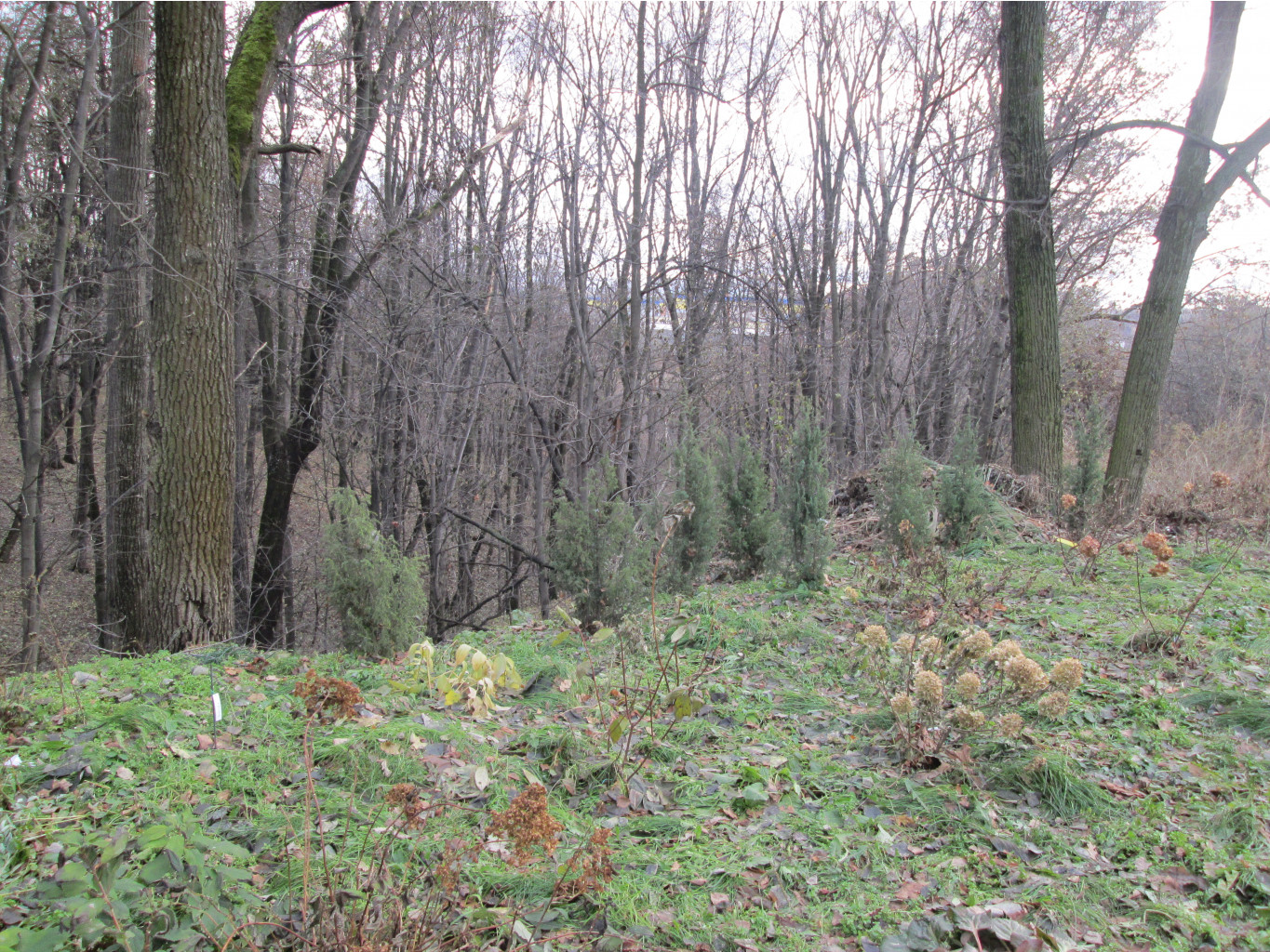 IMG 3885.JPG