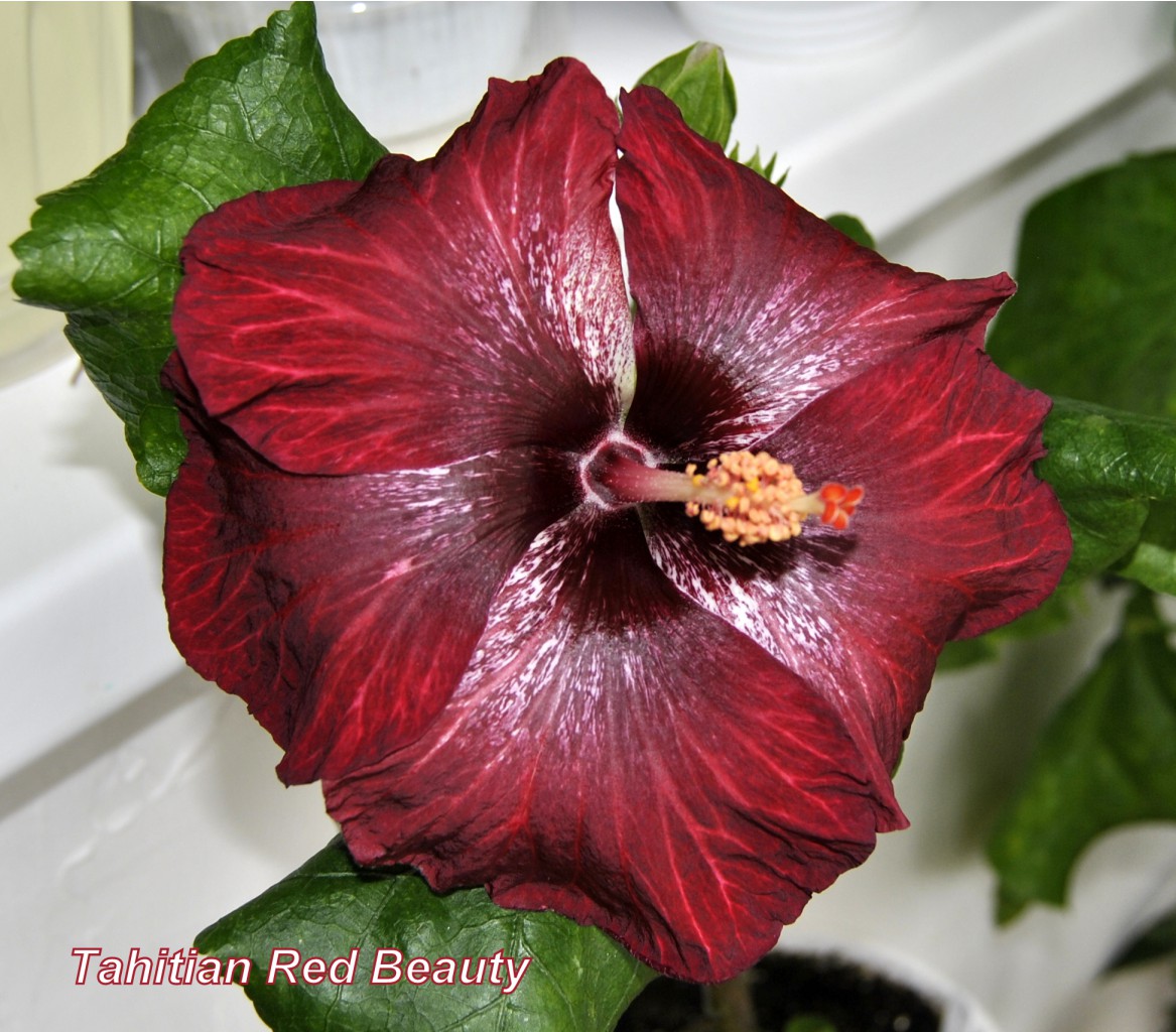 Tahitian Red Beauty