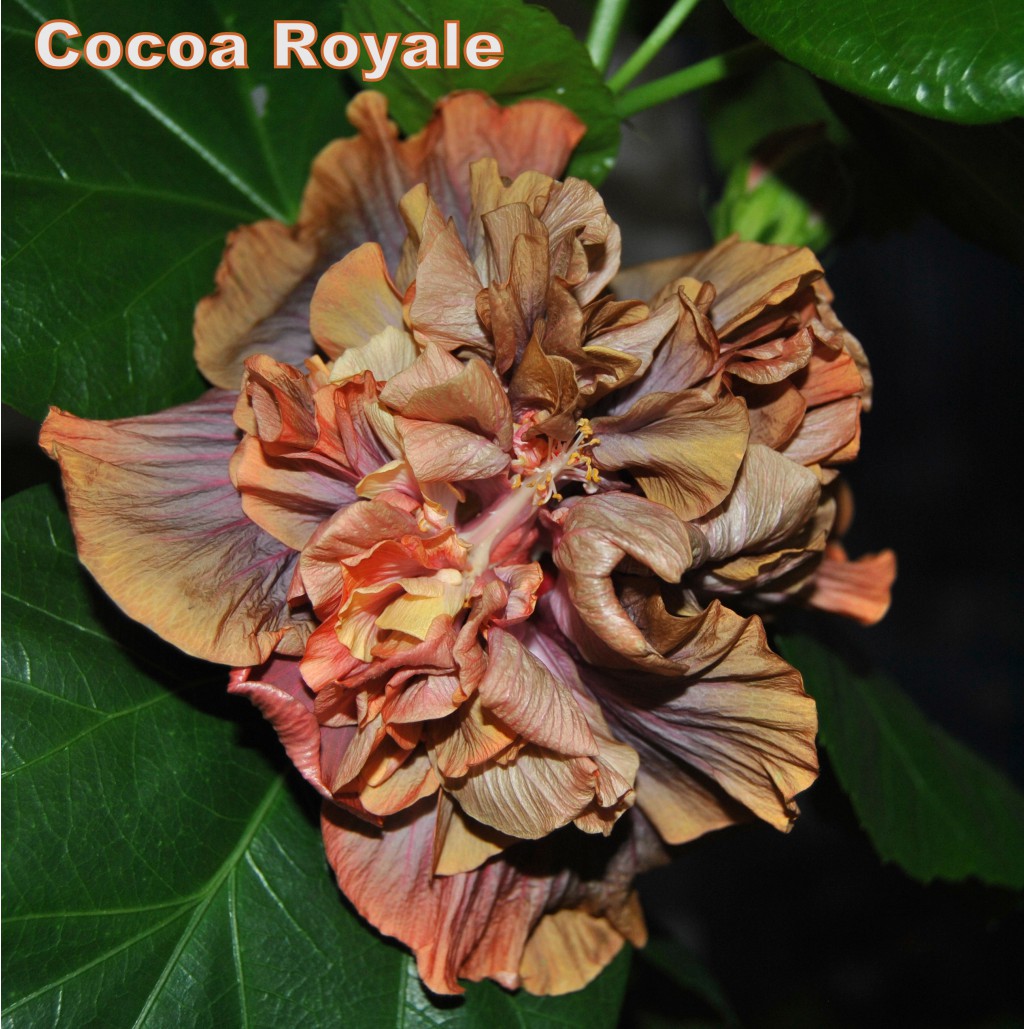 Cocoa Royale