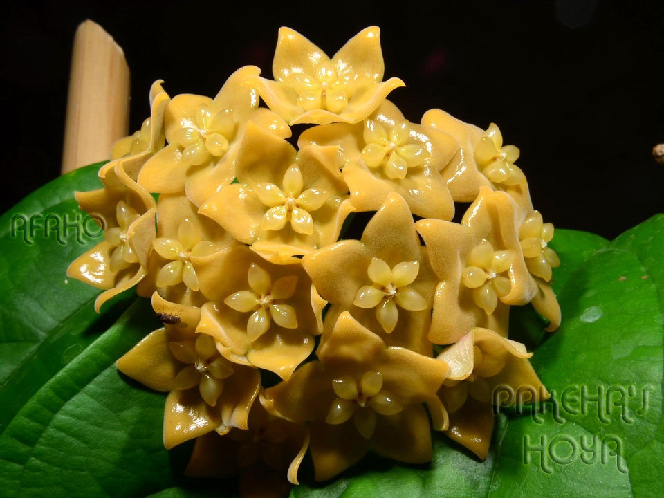 Hoya Linusii-   .... ..