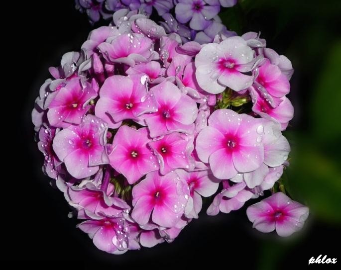  5 -  