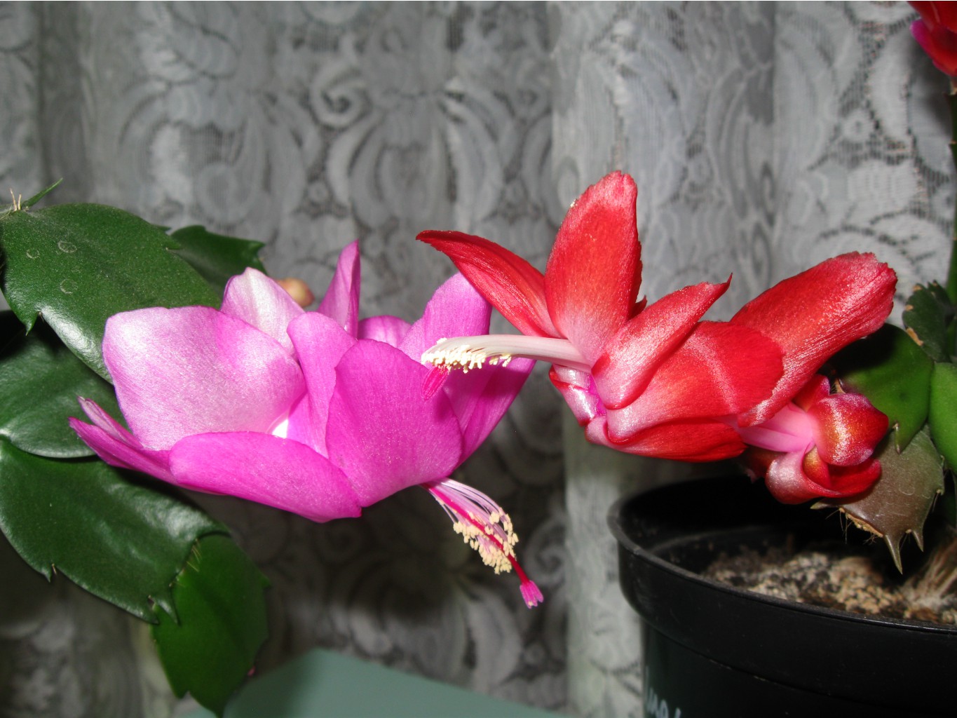 IMG 4586.JPG