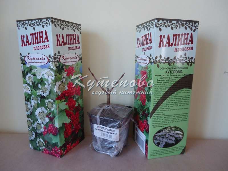 Калина плодовая  