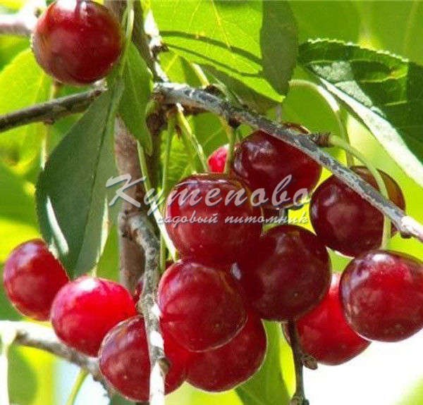 Вишня  сорт Любская в коробке  270р