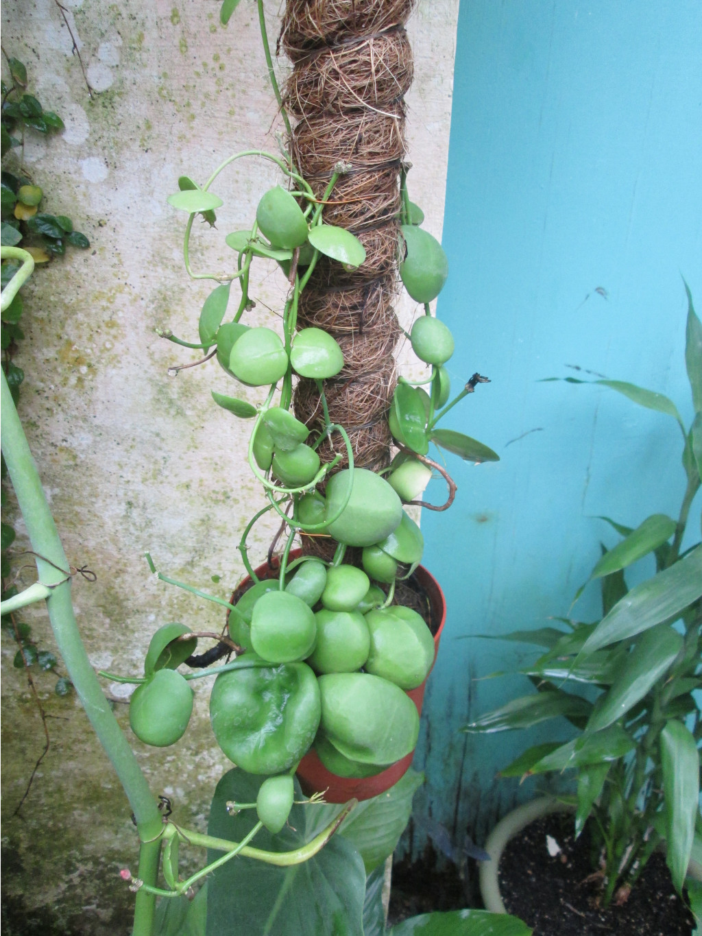 IMG 3871.JPG