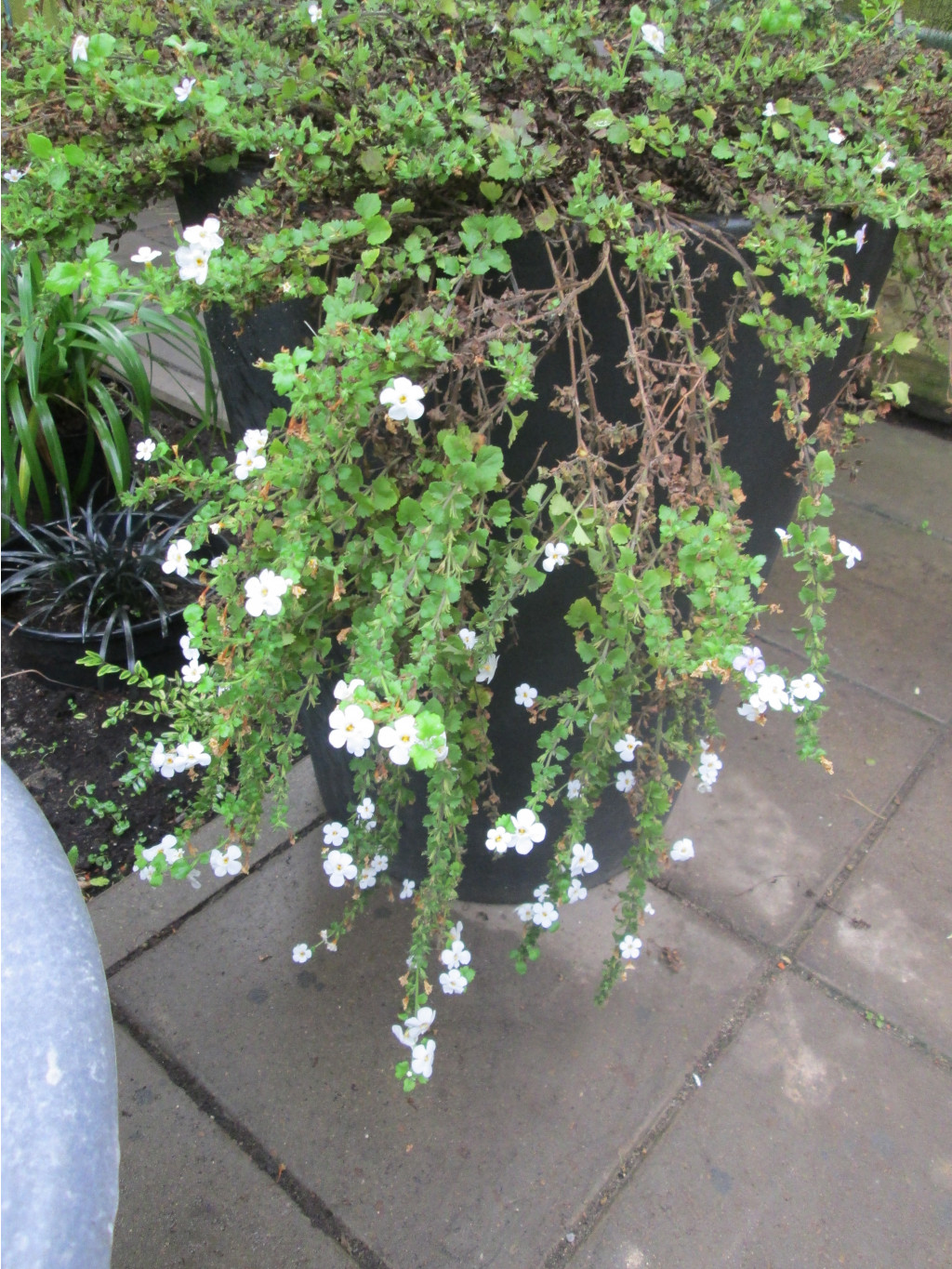 IMG 3762.JPG