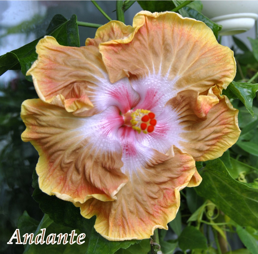 Andante