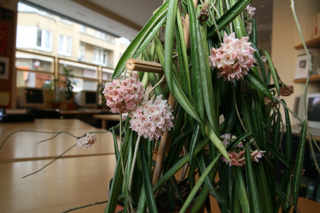   ....Hoya shepherdii-   ...