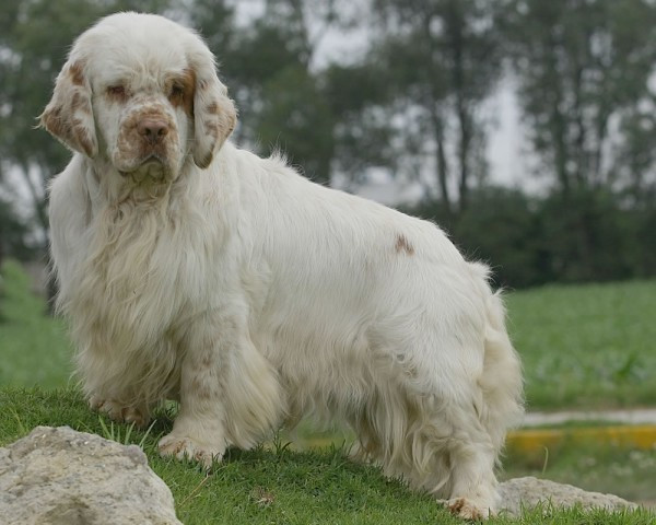 Clumber-spaniel4-600x480.jpg