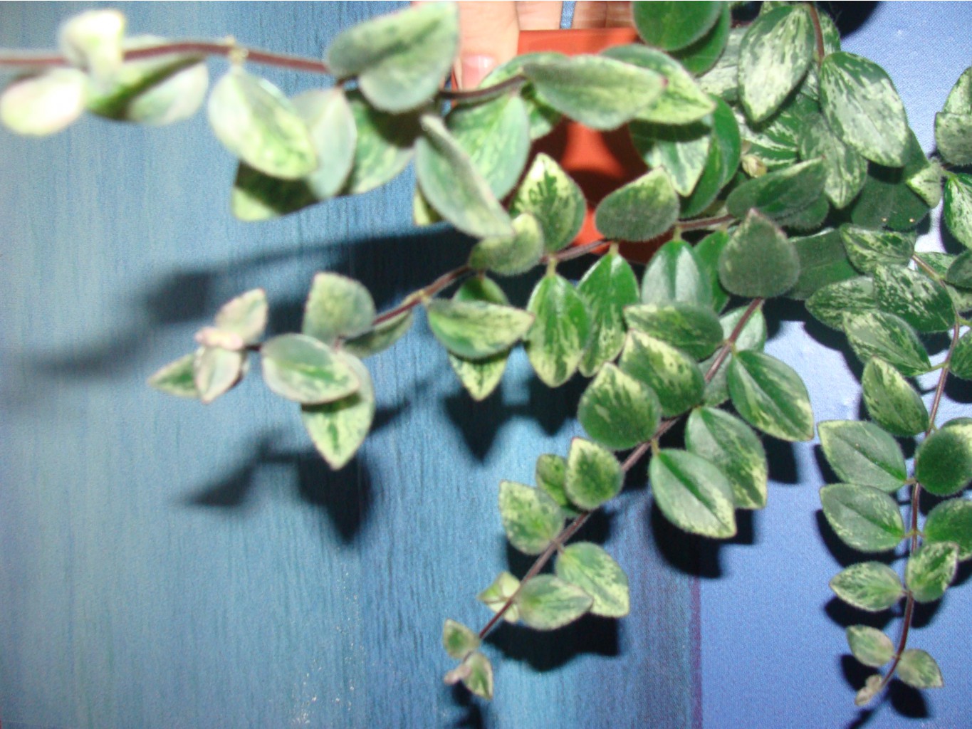 DSC04700.JPG