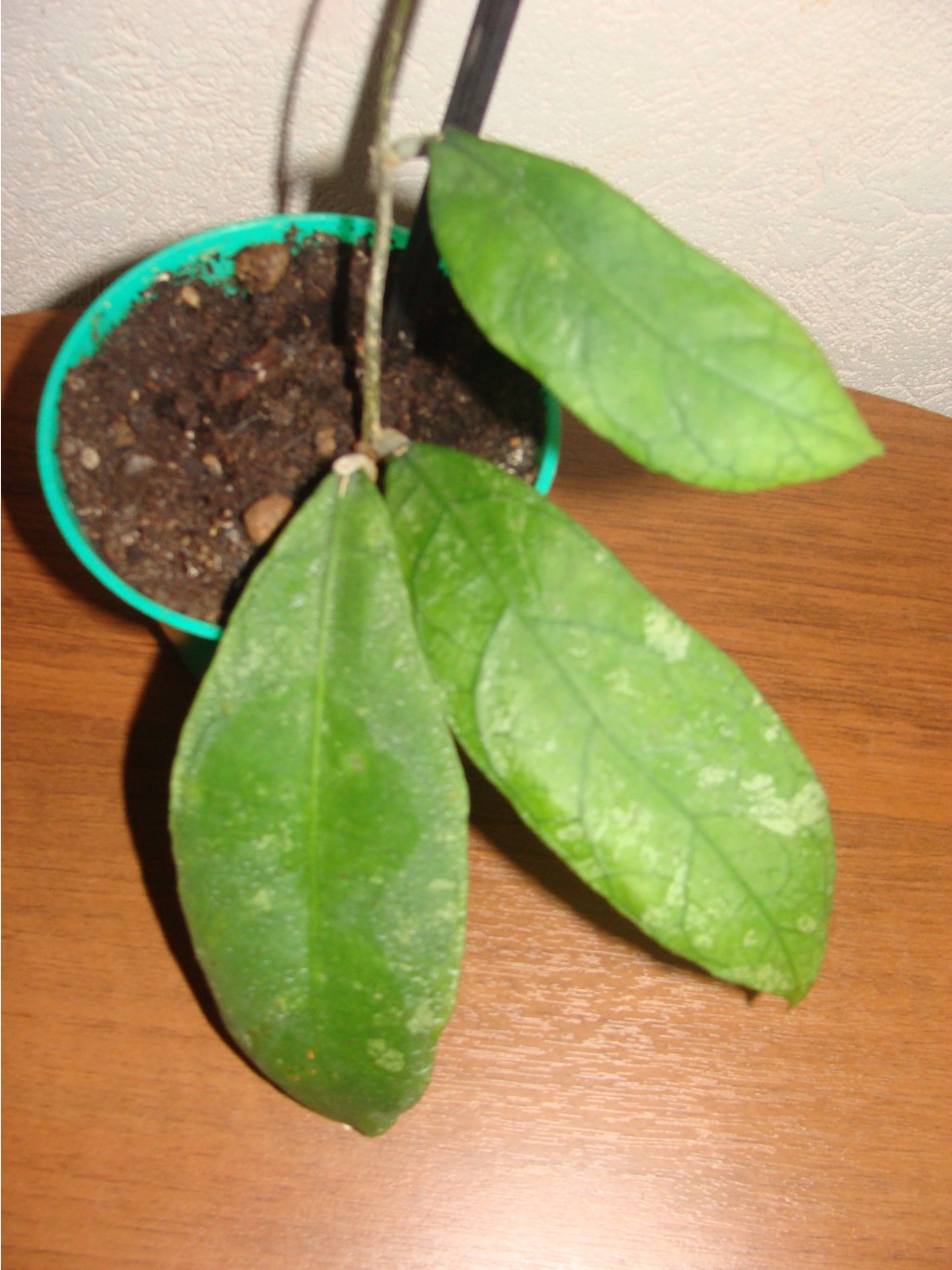 H. sp. Perak (Malaysia), SR 2010-003 ( Hoya sp. 'Teddy bear')