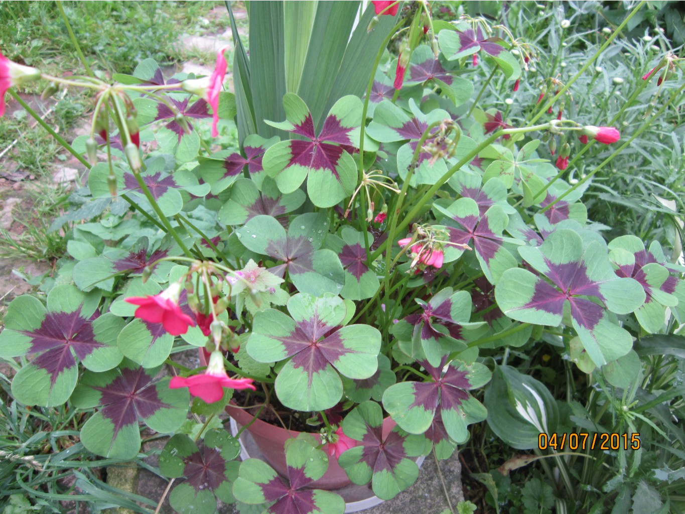   (Oxalis deppei)