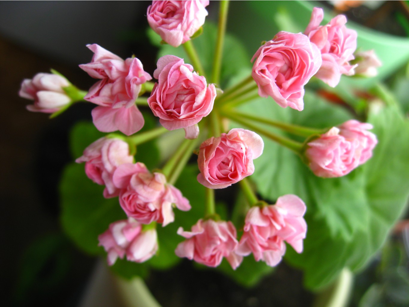 Australian Swanland Pink Rosebud