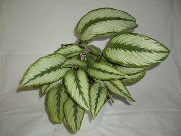   Calathea 'Goldstar' 350- 500 .