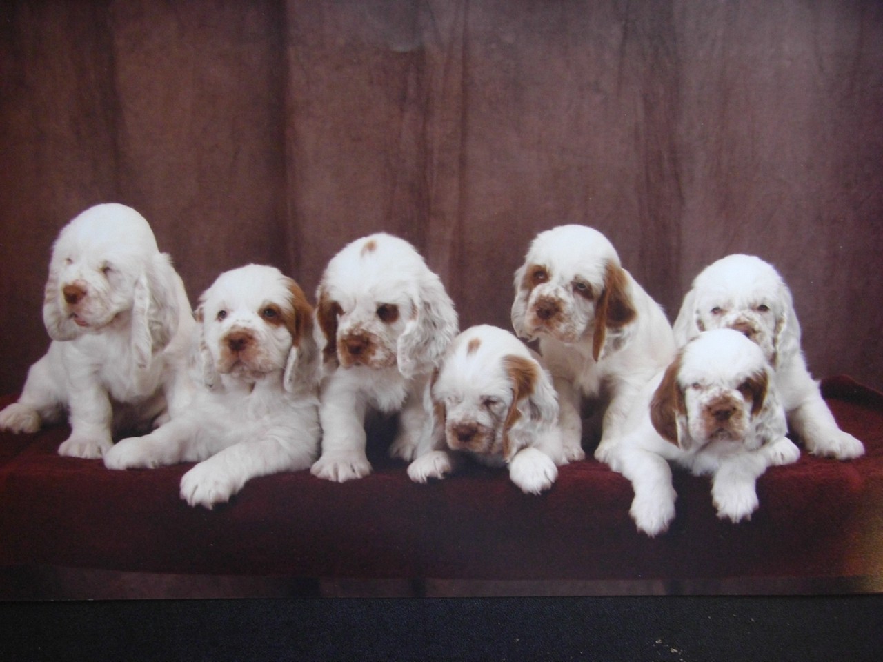 Cute-clumber-spaniel-puppies.jpg