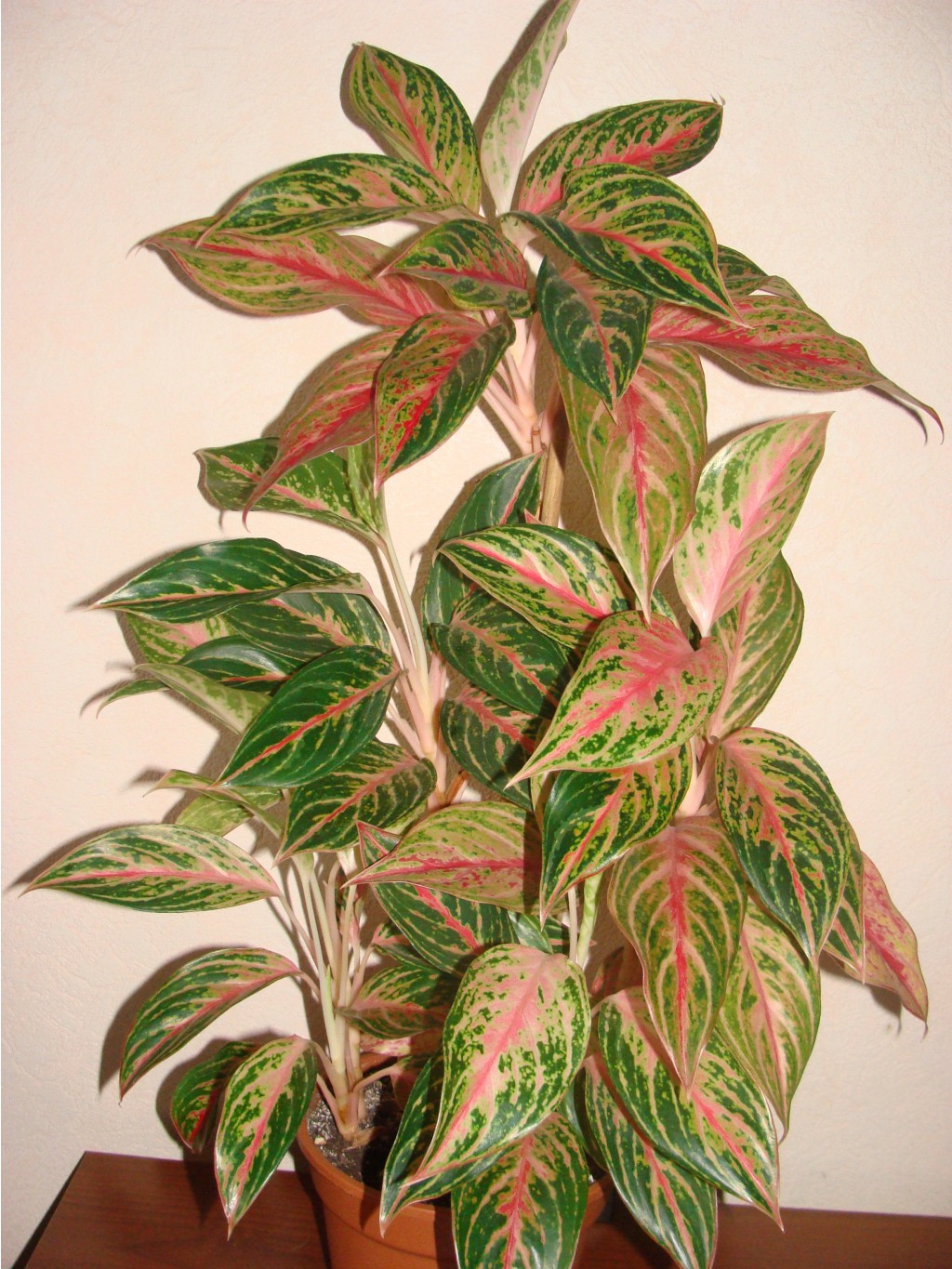 Aglaonema Butterfly