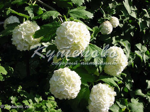 Калина Бульденеж 180р
