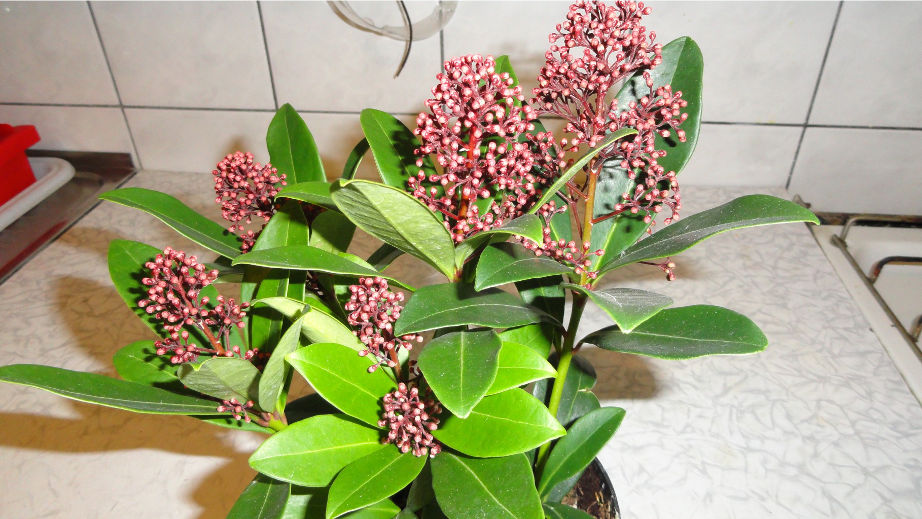   (Skimmia japonica) -   350  .