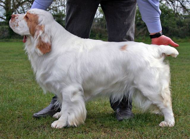 Big 130 fff - Clumber Spaniel.jpg