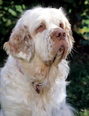 Clumber-Spaniel-3-645mk062311.jpg