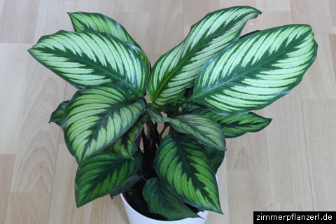   Calathea 'Goldstar' (3).jpg