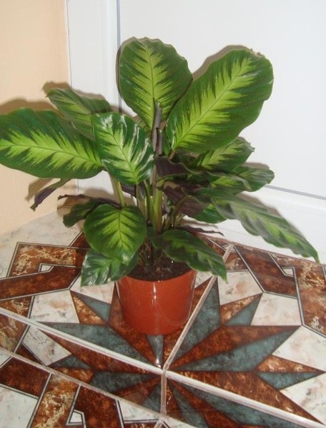   calathea  Misto - 350 .