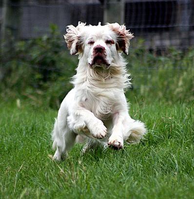 Klamber spaniel 1.jpg