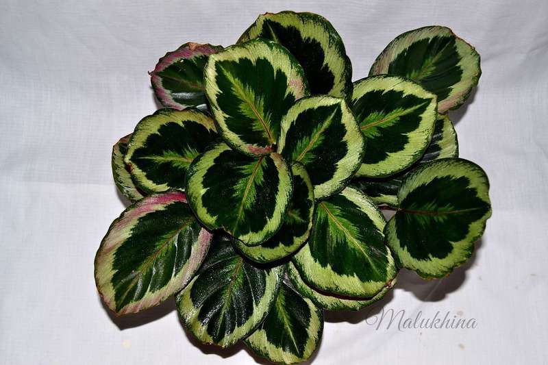   (Calathea roseopicta Marion ) 300- 400 .