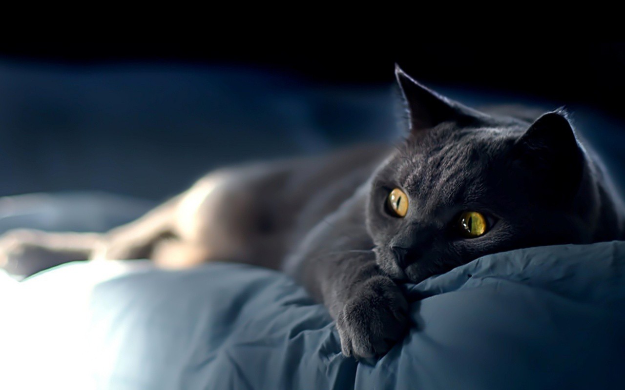 Ws Cat on blue sheets 1280x800-1.jpg