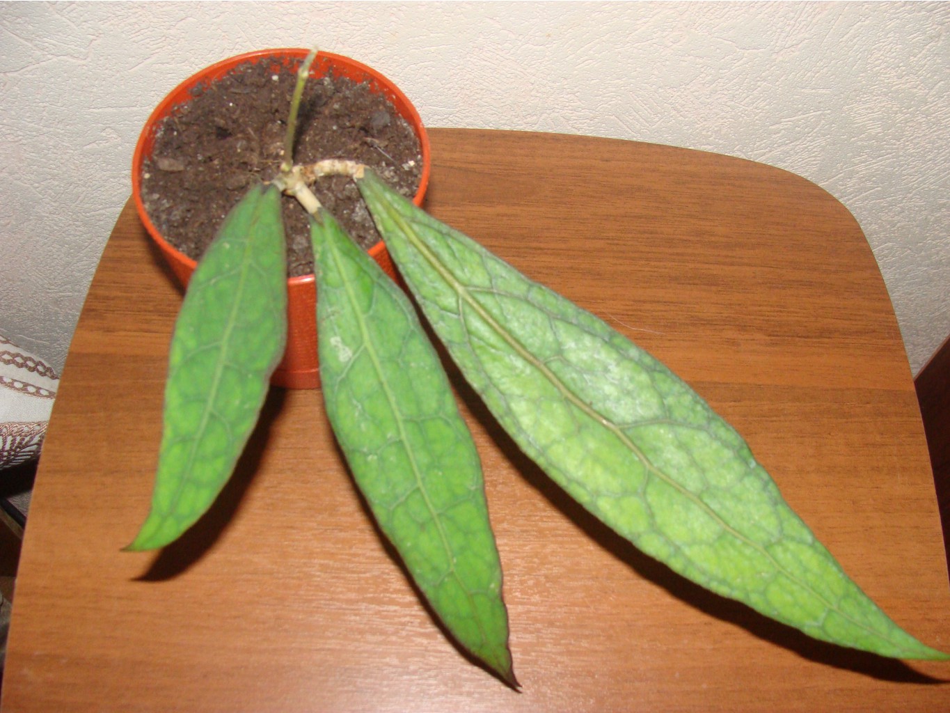 Hoya clemensiorum long leaves.