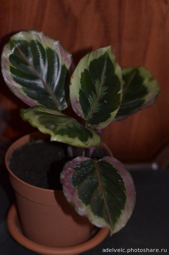   (Calathea roseopicta Marion ).jpg