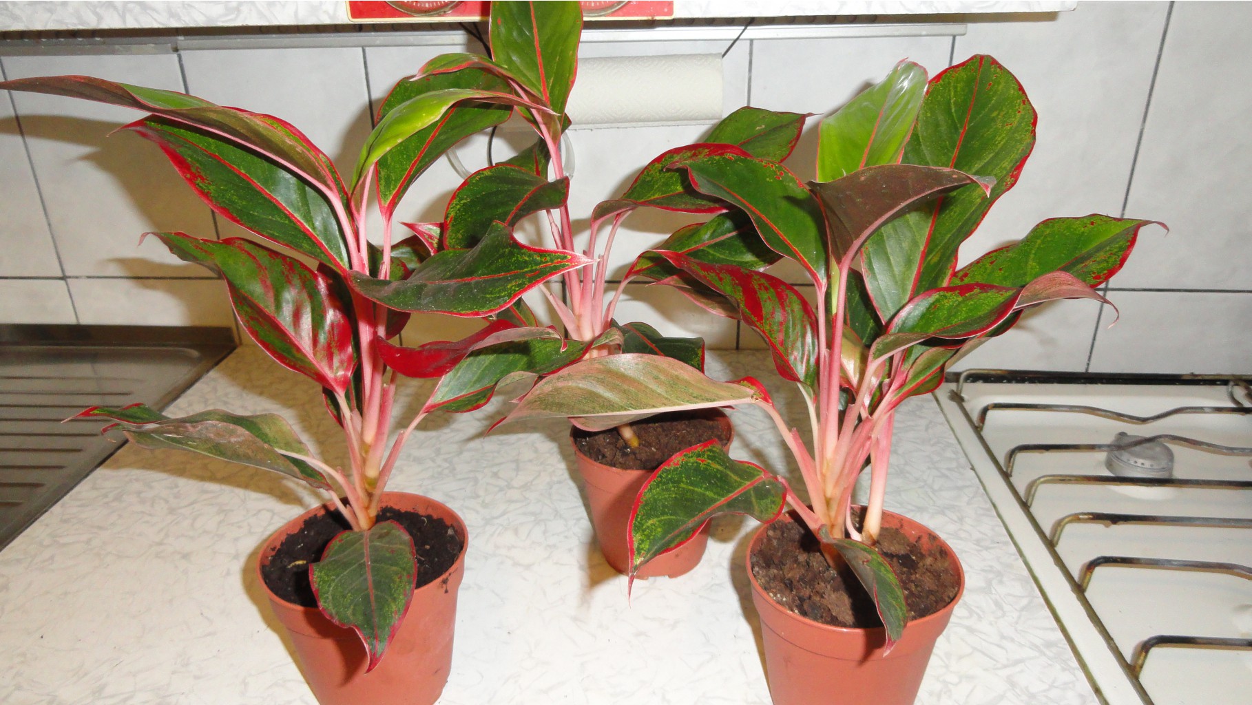   (Aglaonema Crete)-650 .