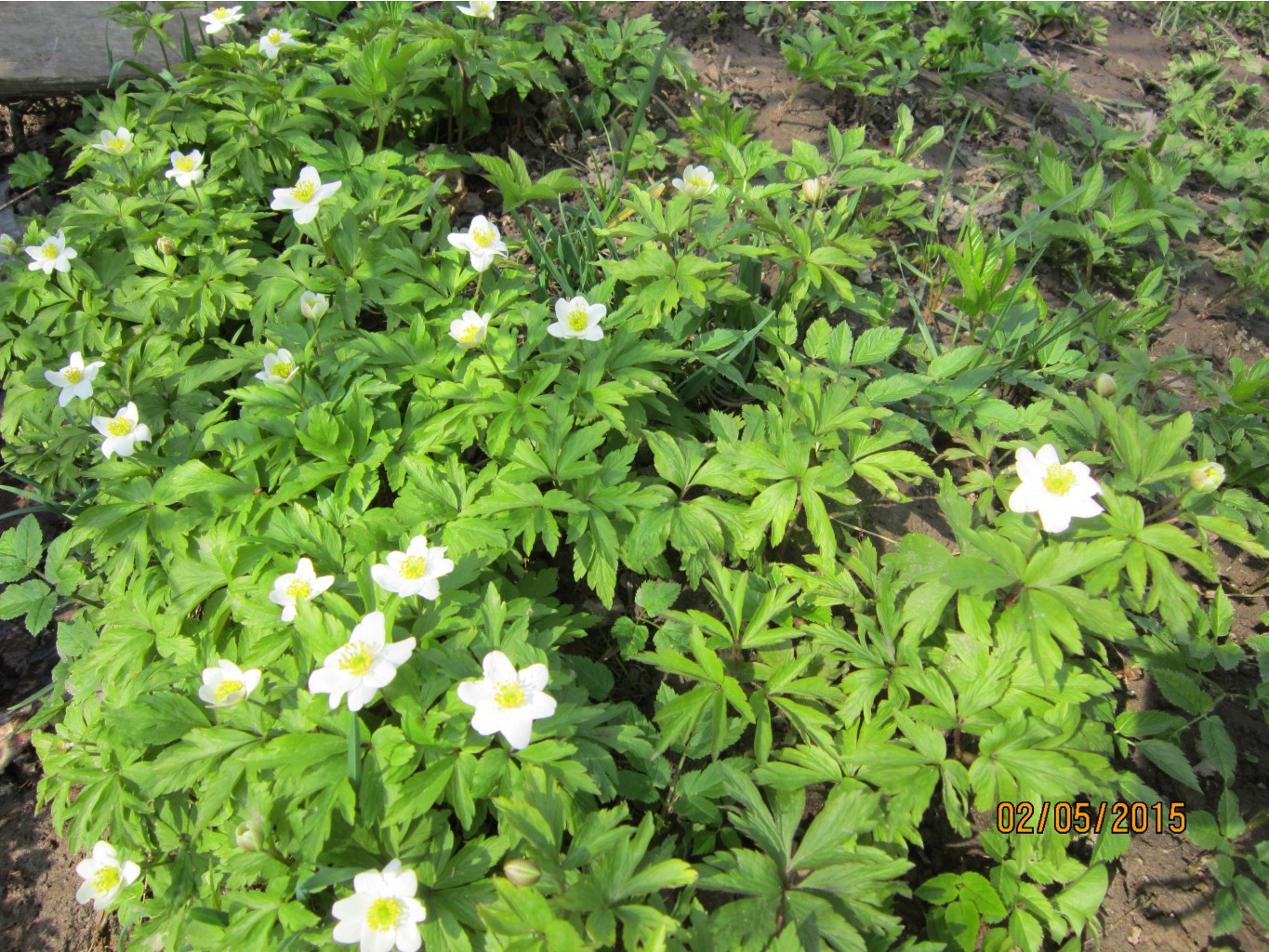 Anemone nemorosa