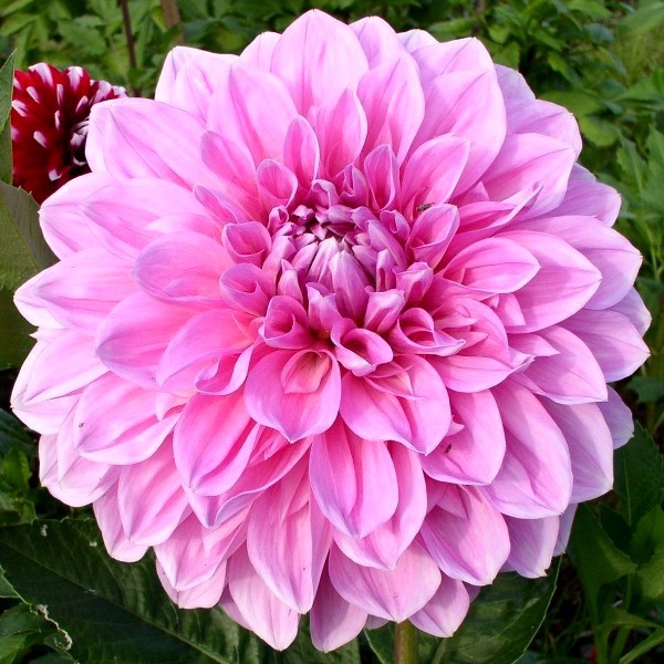    (Lavender Perfection) -   1 .,    84,50 ..jpeg